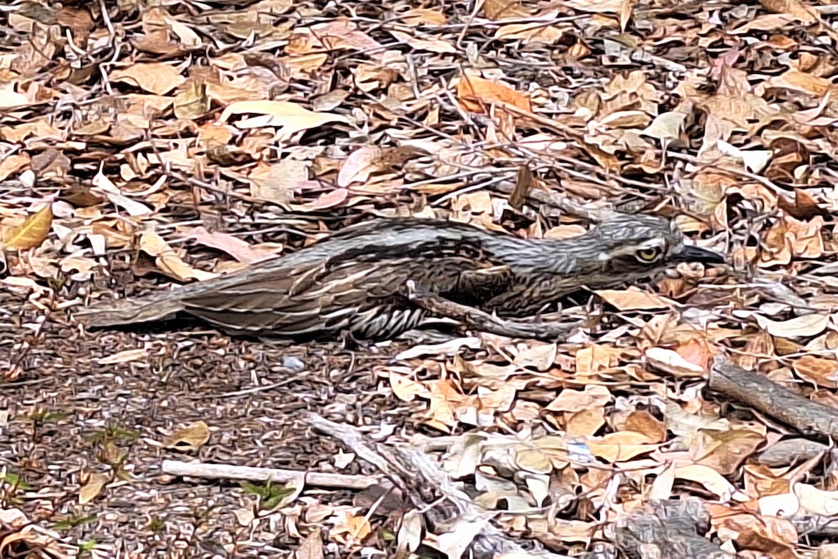 Bush Thick-knee - ML642698038