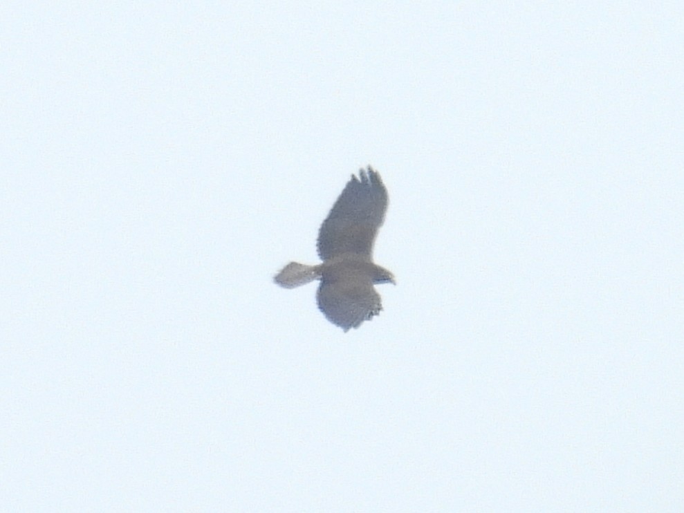 Short-tailed Hawk - ML642698039