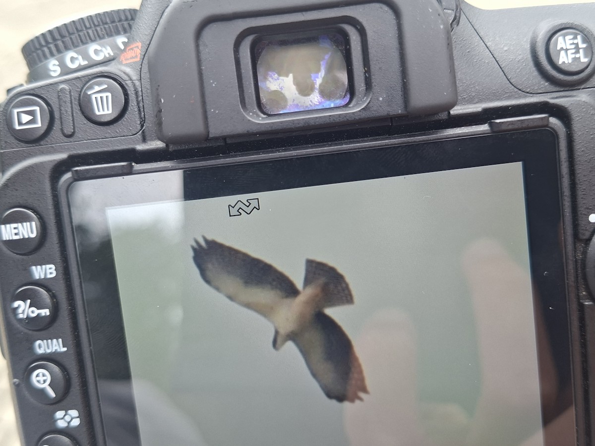 Short-tailed Hawk - ML642698040