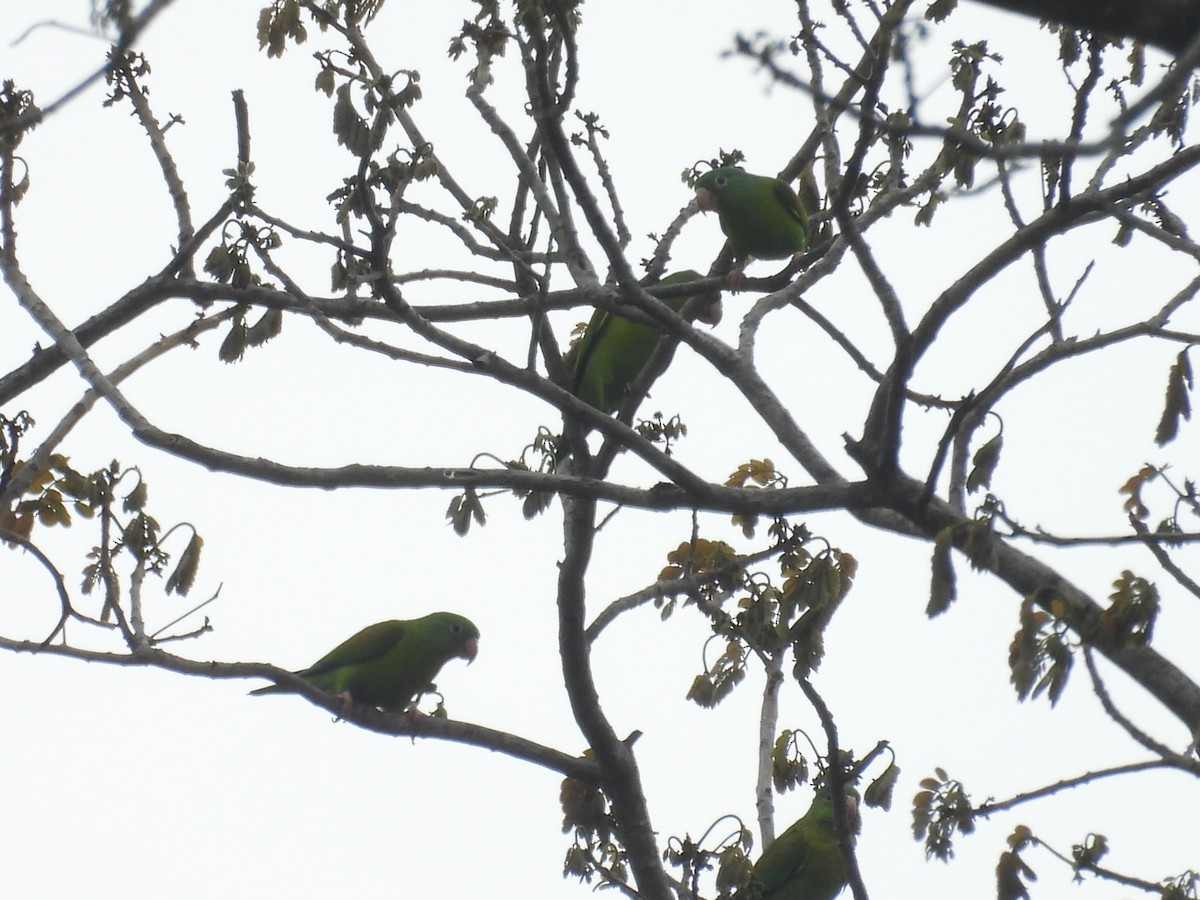Orange-chinned Parakeet - ML642698041
