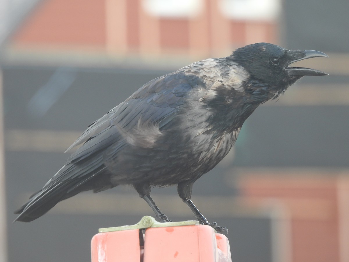 Carrion x Hooded Crow (hybrid) - ML642698045