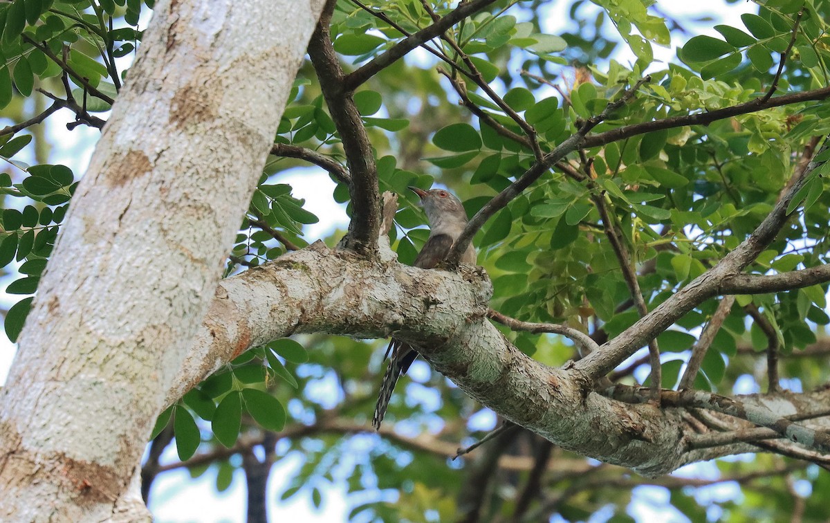 Plaintive Cuckoo - ML642698046