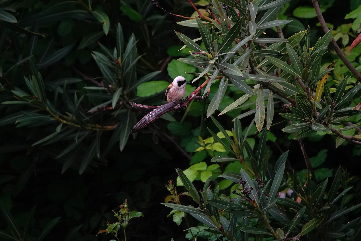 Eurasian Penduline-Tit - ML642698047