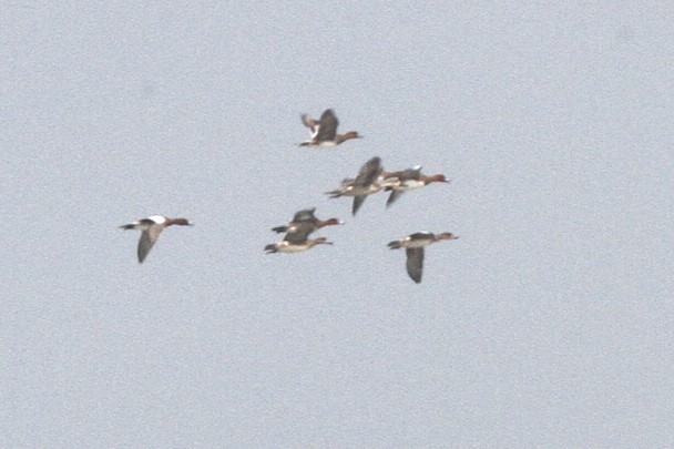 Eurasian Wigeon - ML642698049