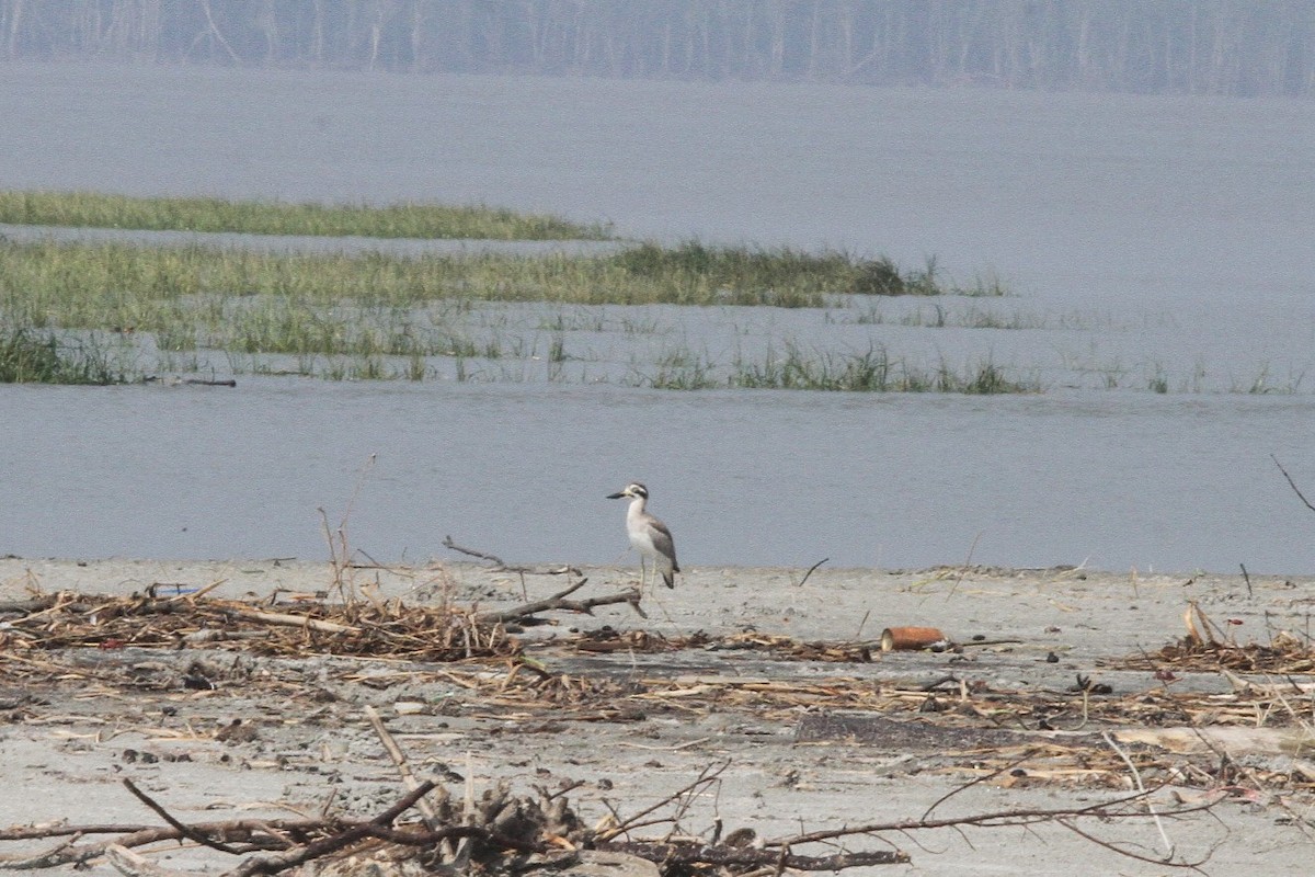 Great Thick-knee - ML642698050