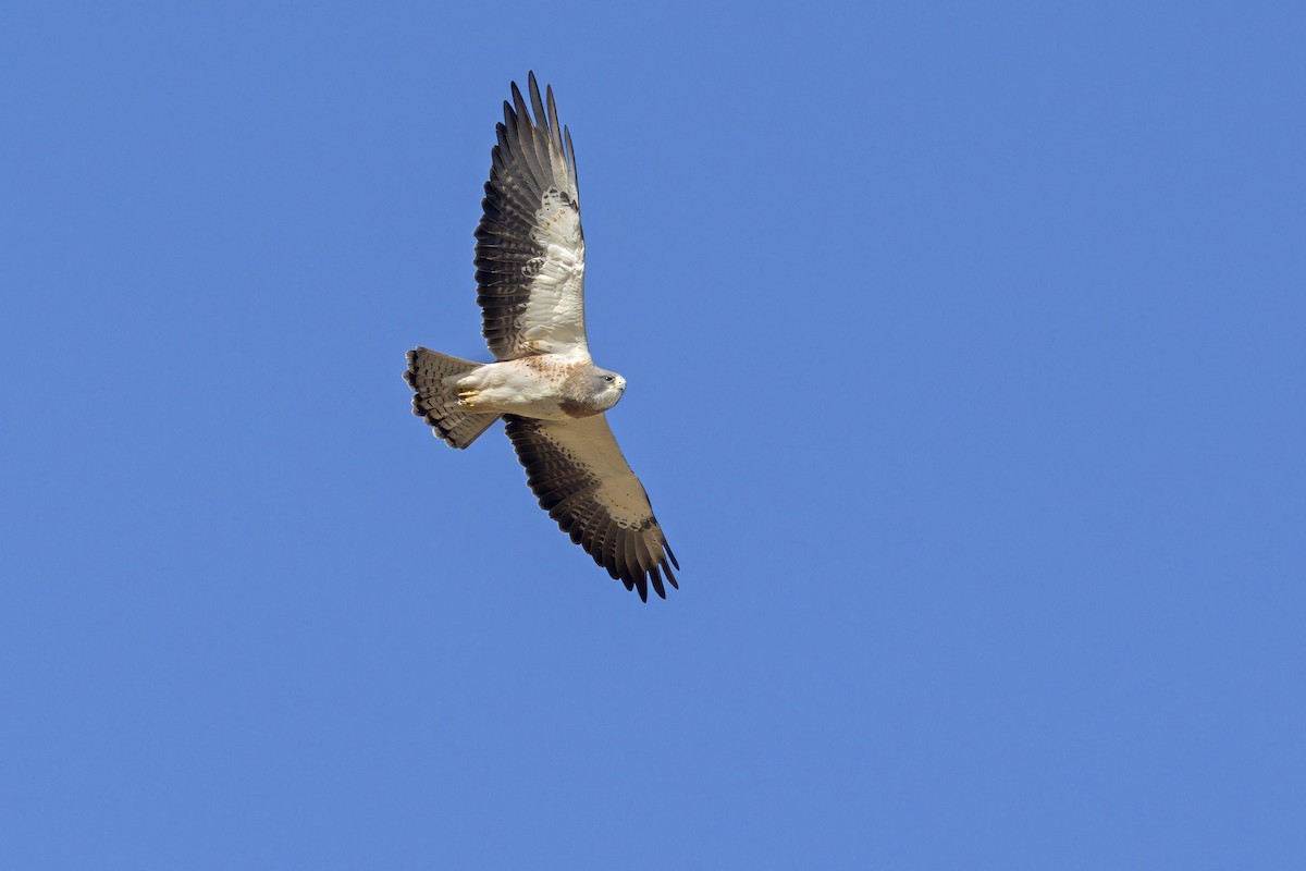 Swainson's Hawk - ML642698052