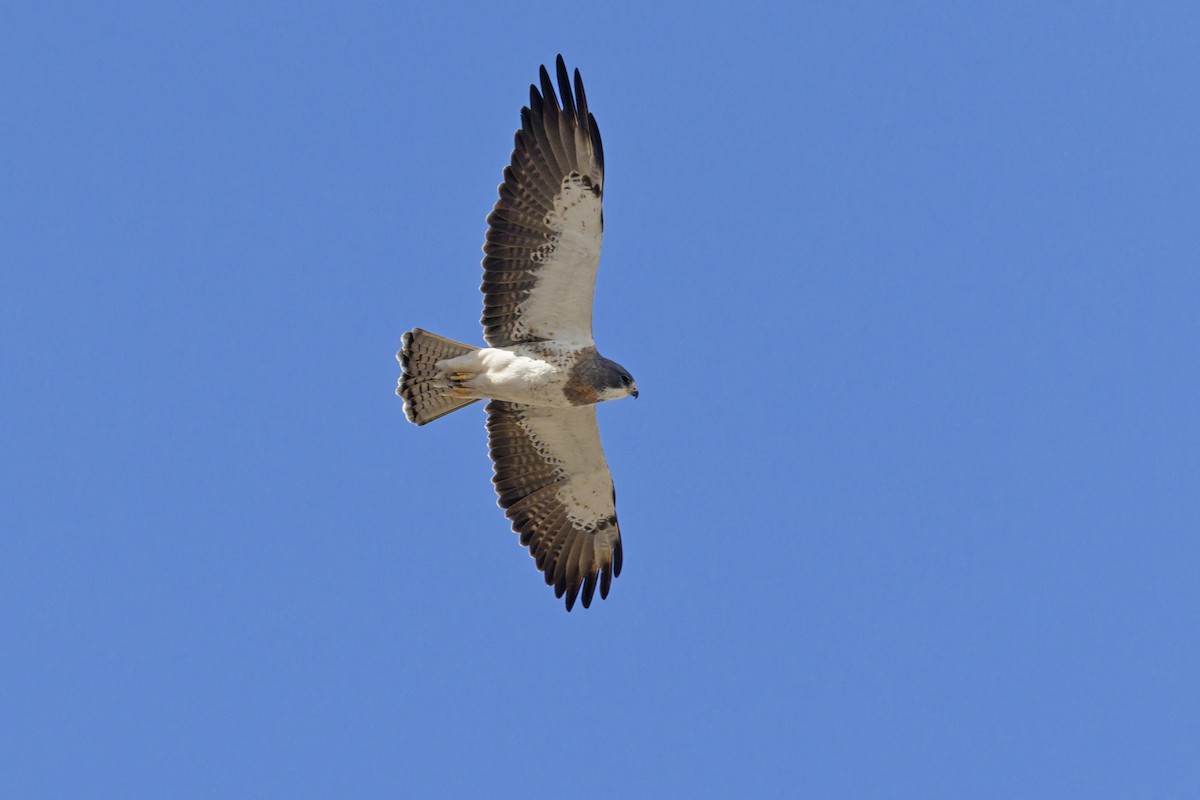 Swainson's Hawk - ML642698053