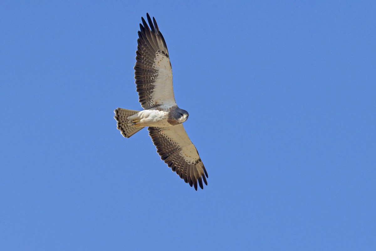 Swainson's Hawk - ML642698054
