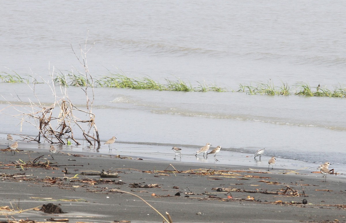 Tibetan Sand-Plover - ML642698055