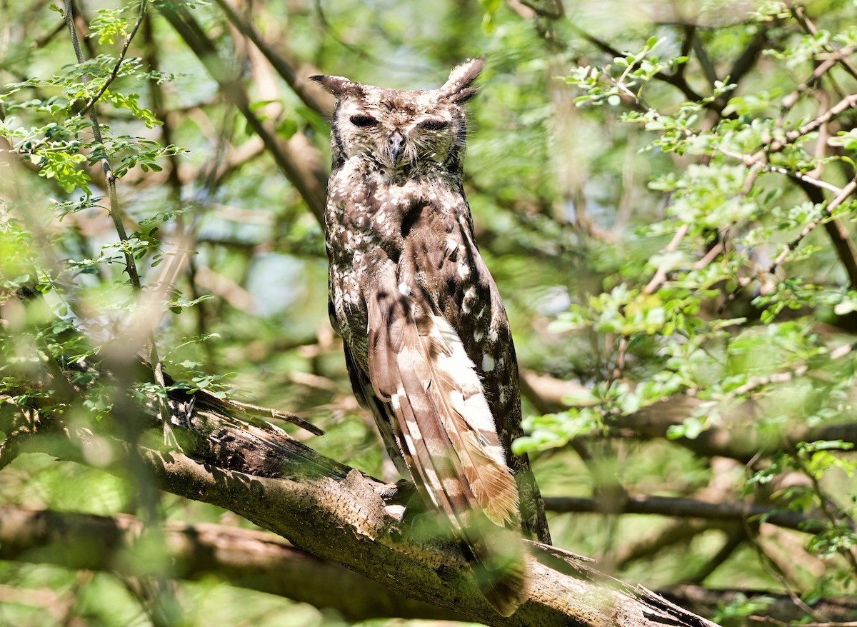 Grayish Eagle-Owl - ML642698056