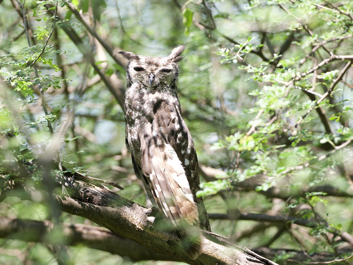 Grayish Eagle-Owl - ML642698057