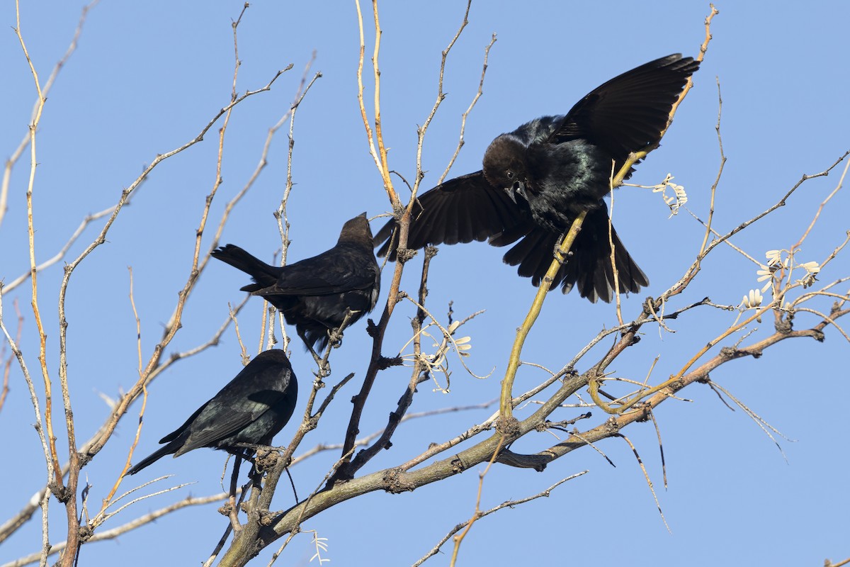 Brown-headed Cowbird - ML642698058