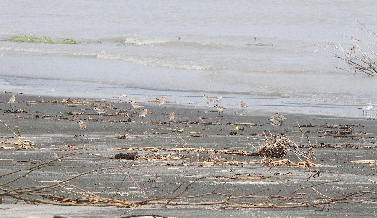 Sanderling - ML642698060