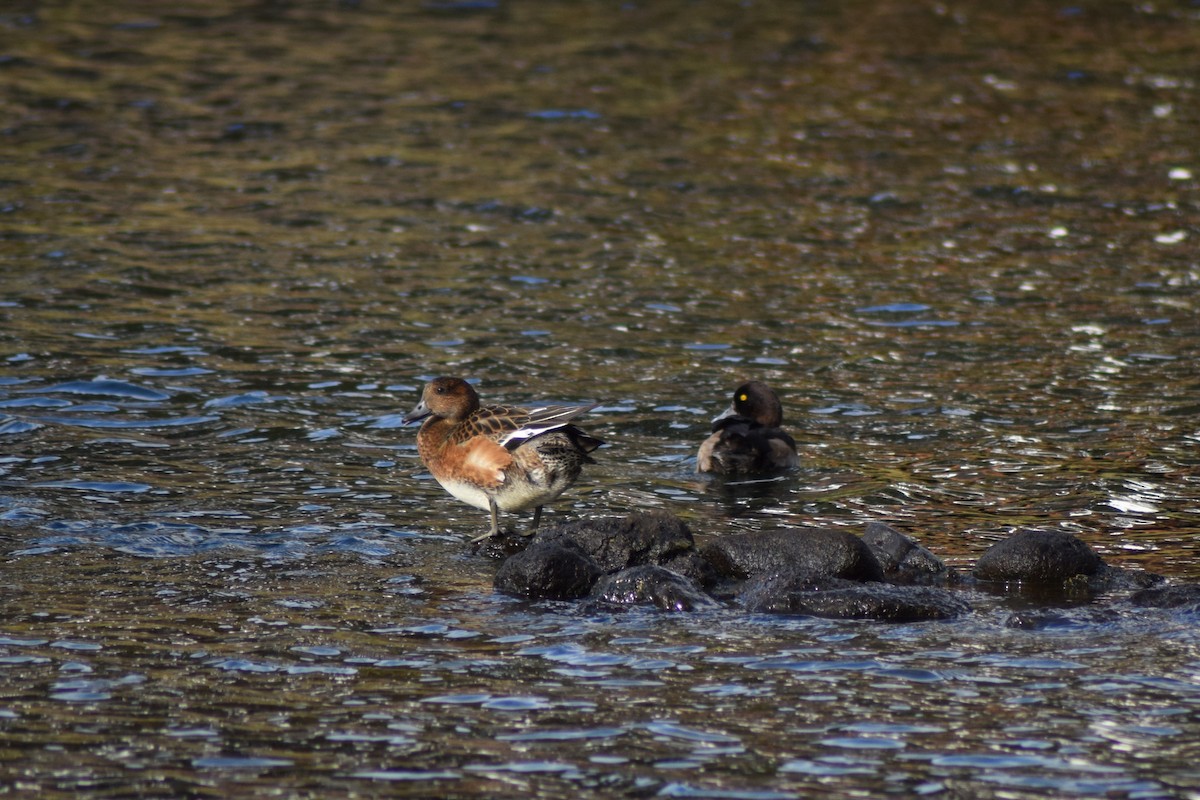 Eurasian Wigeon - ML642698062