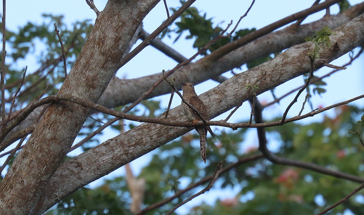 Plaintive Cuckoo - ML642698066