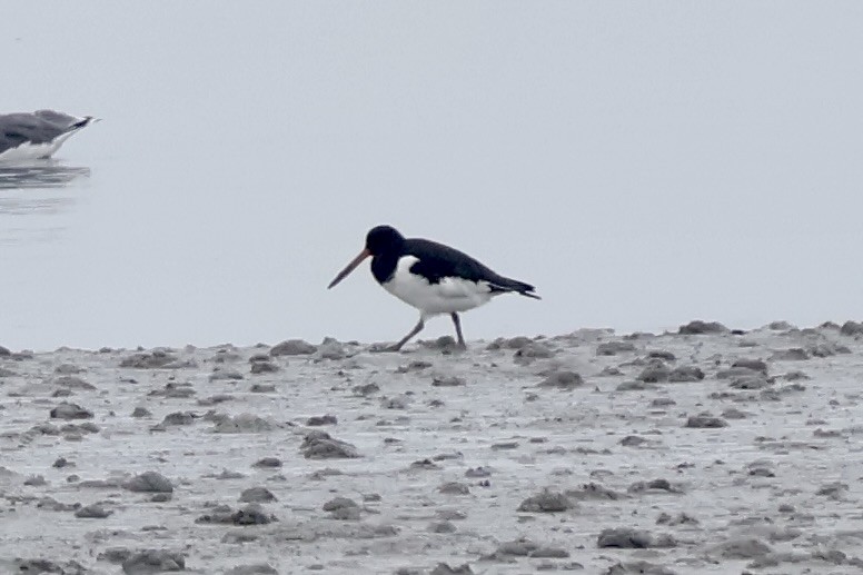 Eurasian Oystercatcher - ML642698069