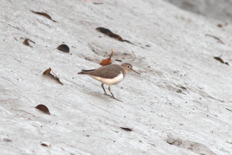 Common Sandpiper - ML642698074