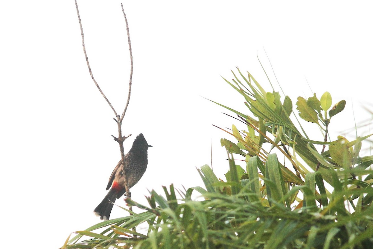 Red-vented Bulbul - ML642698077