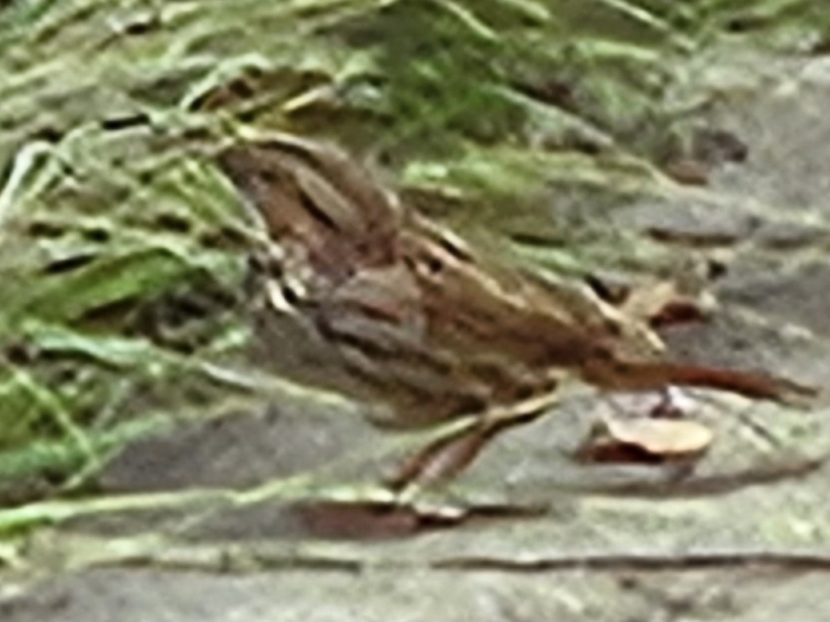 Lincoln's Sparrow - ML642698079