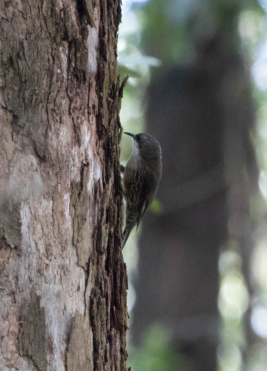 White-throated Treecreeper - ML642698084