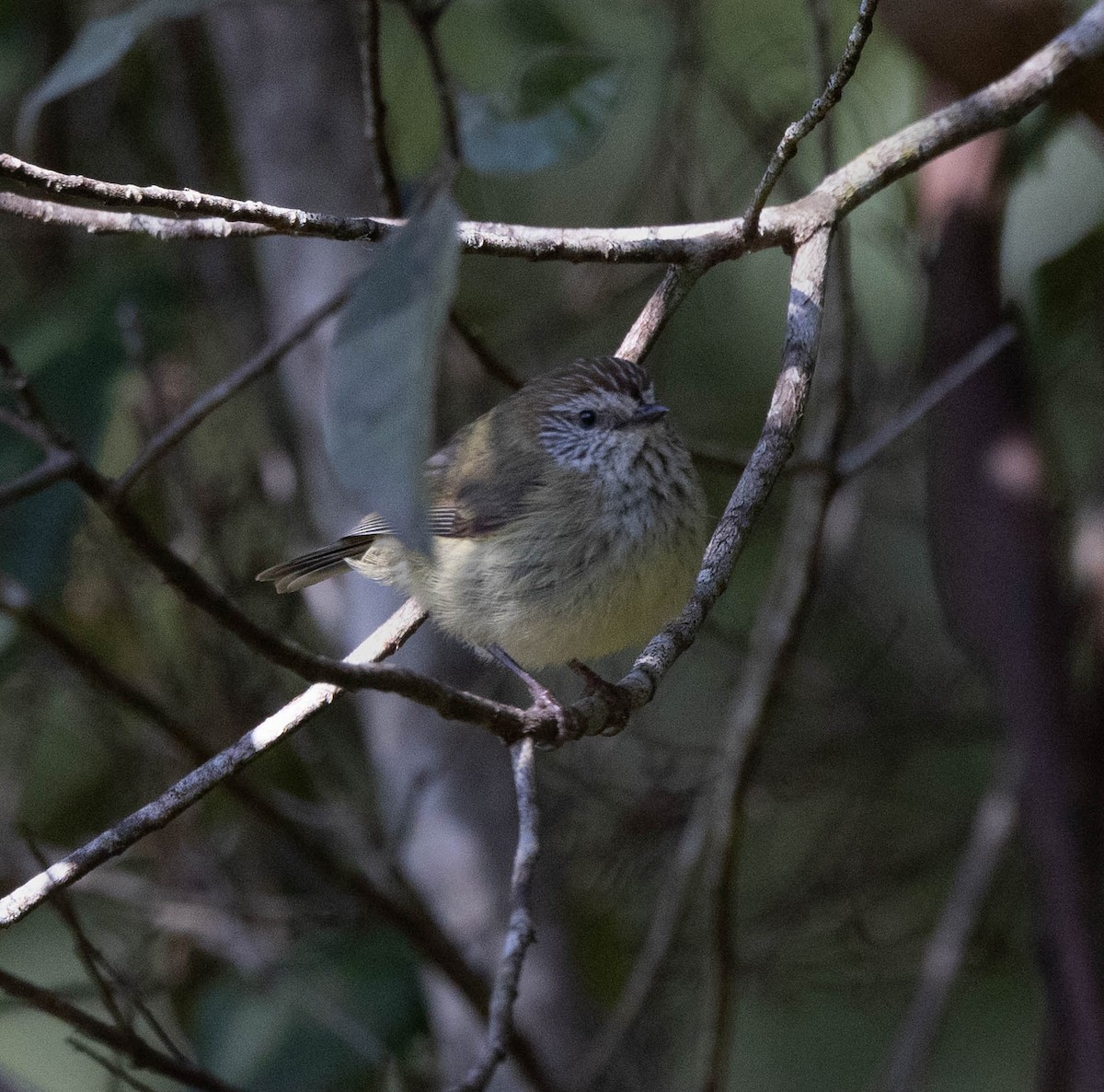 Striated Thornbill - ML642698086