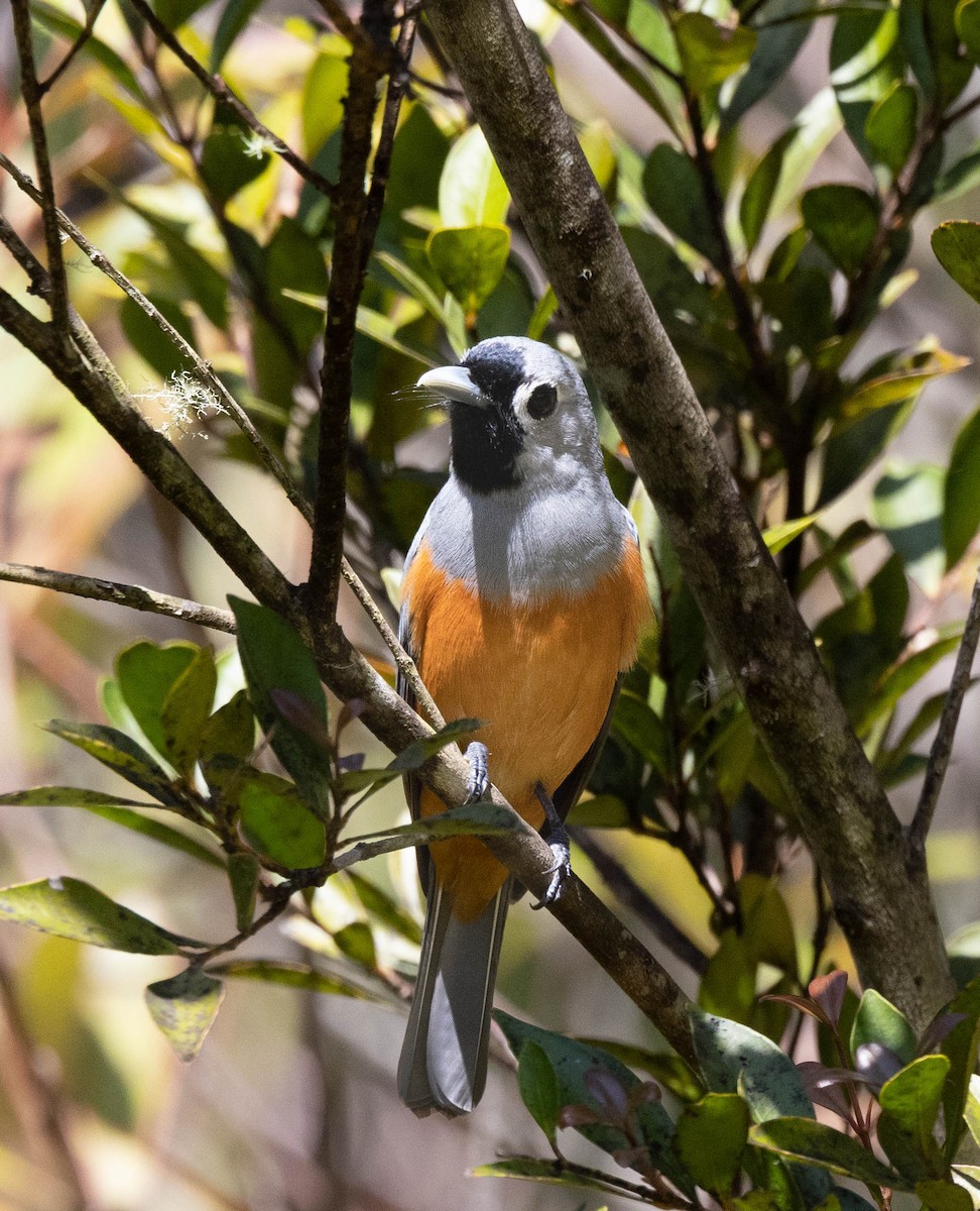 Black-faced Monarch - ML642698088