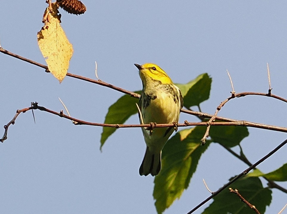 Black-throated Green Warbler - ML642698089