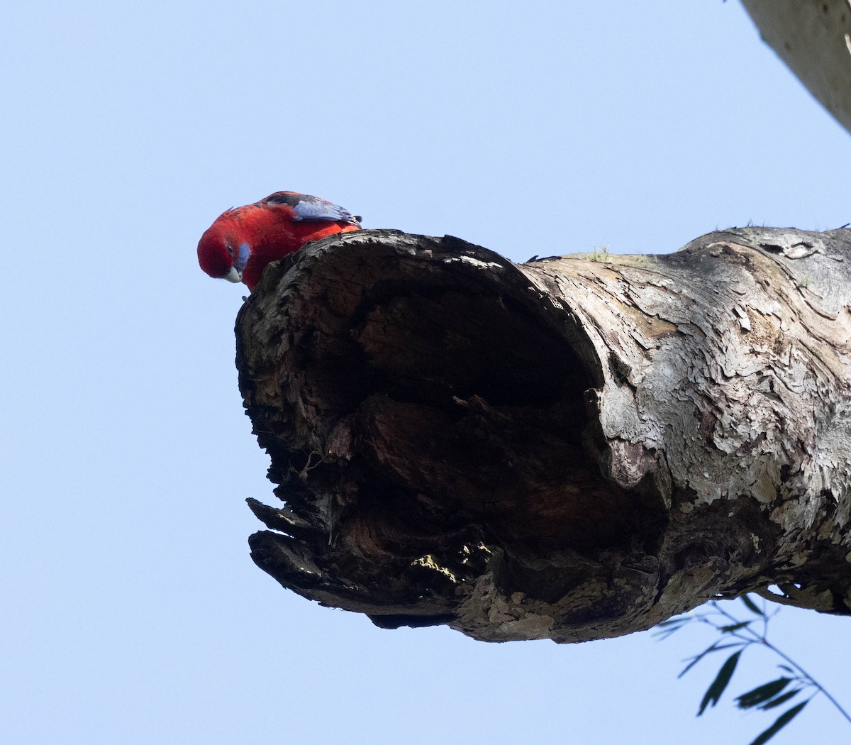 Crimson Rosella - ML642698090