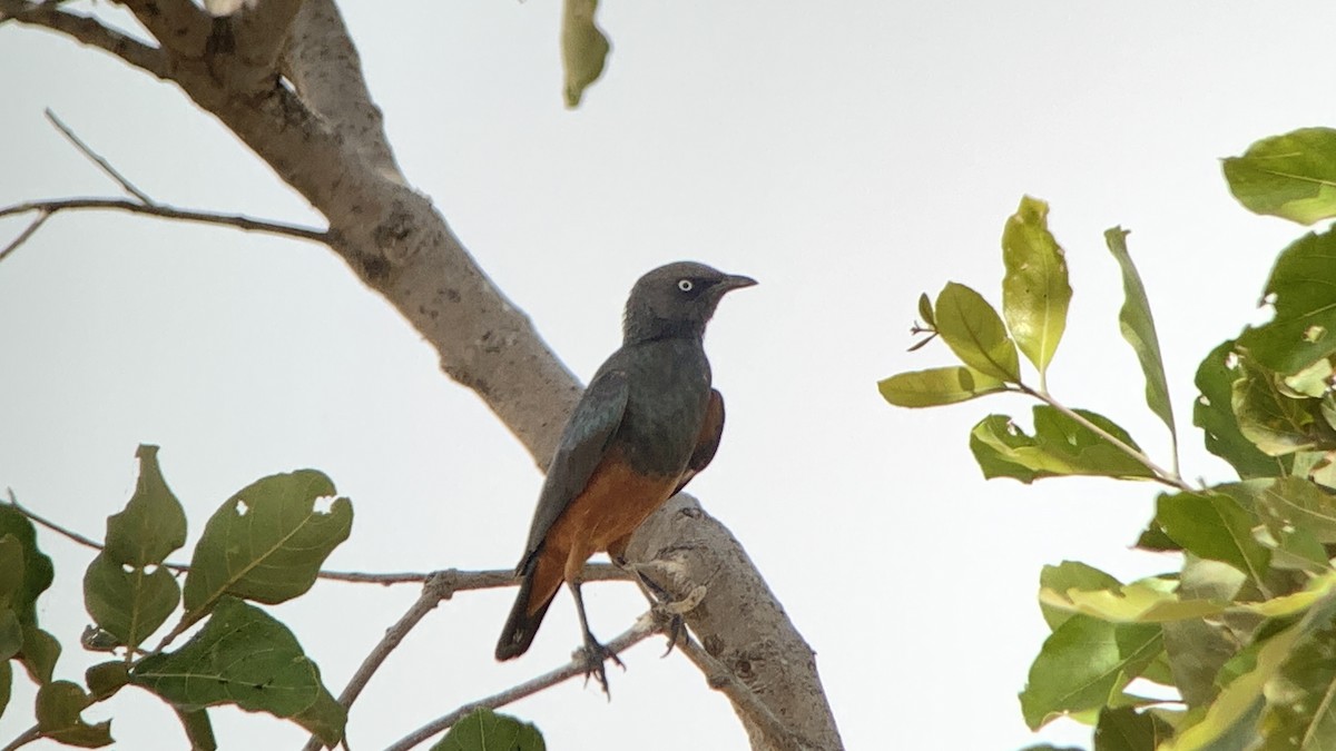 Chestnut-bellied Starling - ML642698092