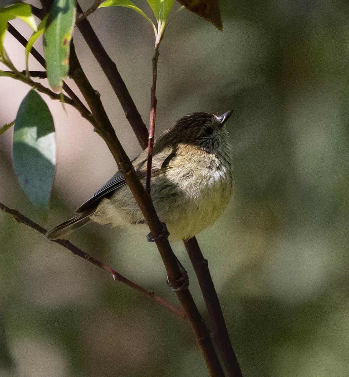 Striated Thornbill - ML642698093