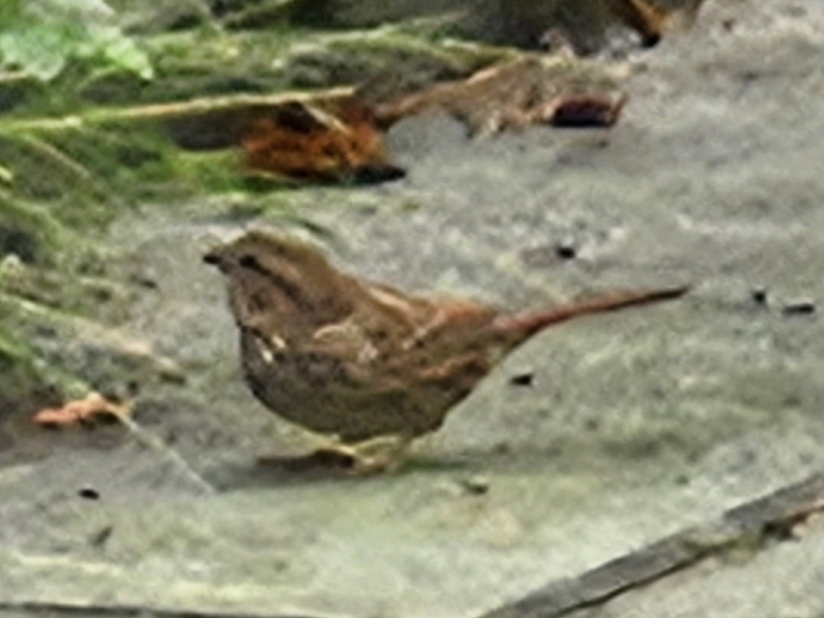 Lincoln's Sparrow - ML642698095