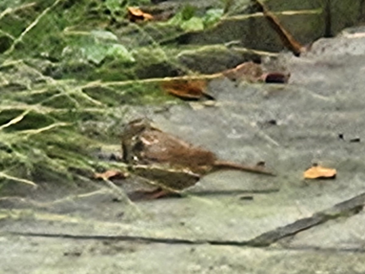 Lincoln's Sparrow - ML642698096