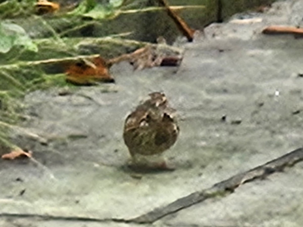 Lincoln's Sparrow - ML642698097