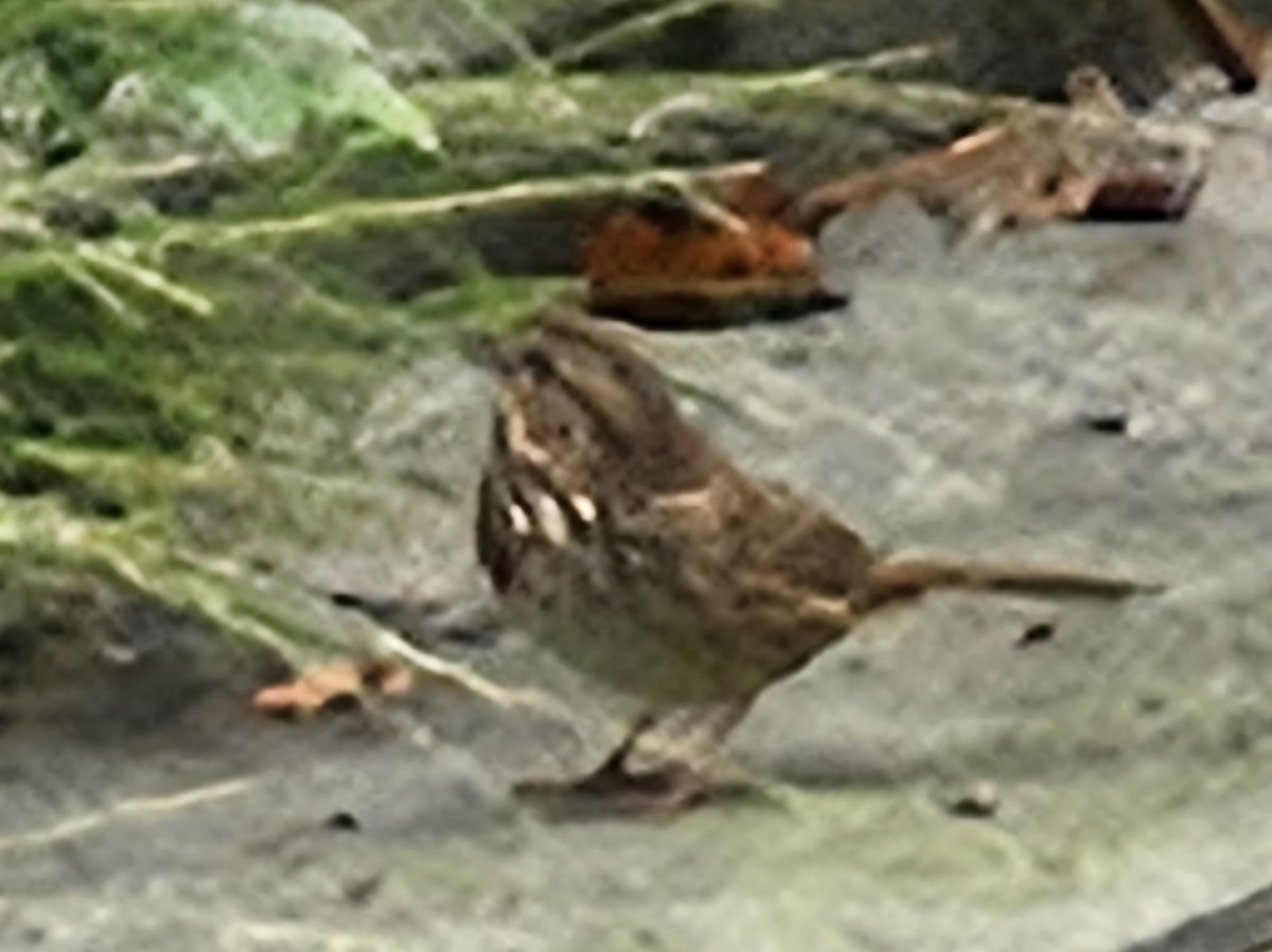 Lincoln's Sparrow - ML642698098