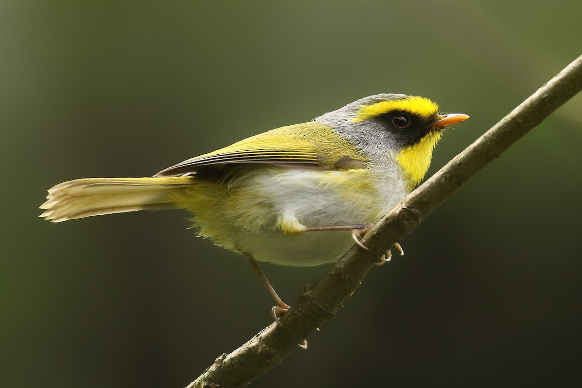 Black-faced Warbler - ML642698101