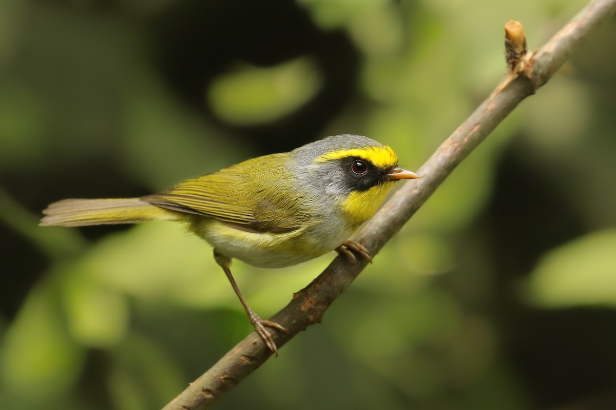 Black-faced Warbler - ML642698102