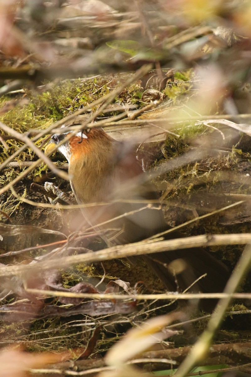 Streak-breasted Scimitar-Babbler - ML642698104
