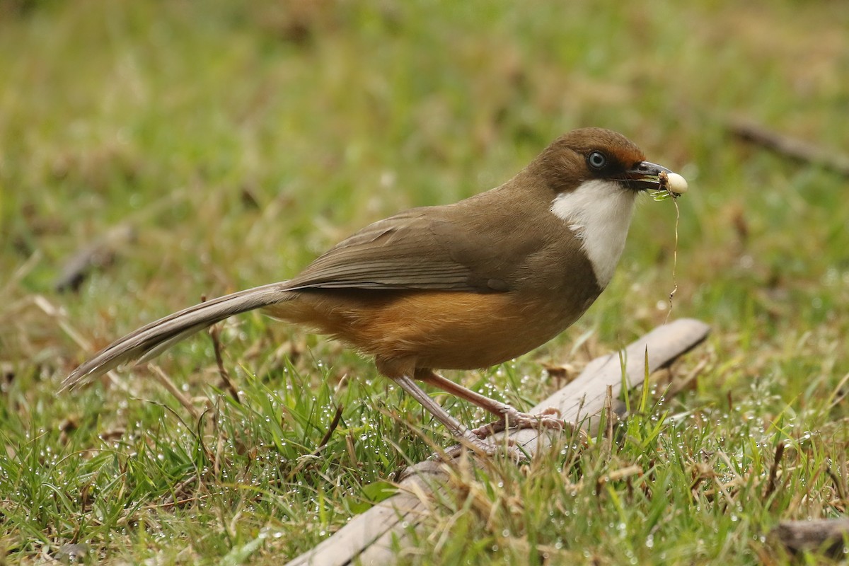 White-throated Laughingthrush - ML642698106