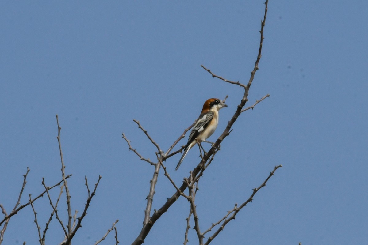 Antzandobi kaskagorria (senator) - ML642698109