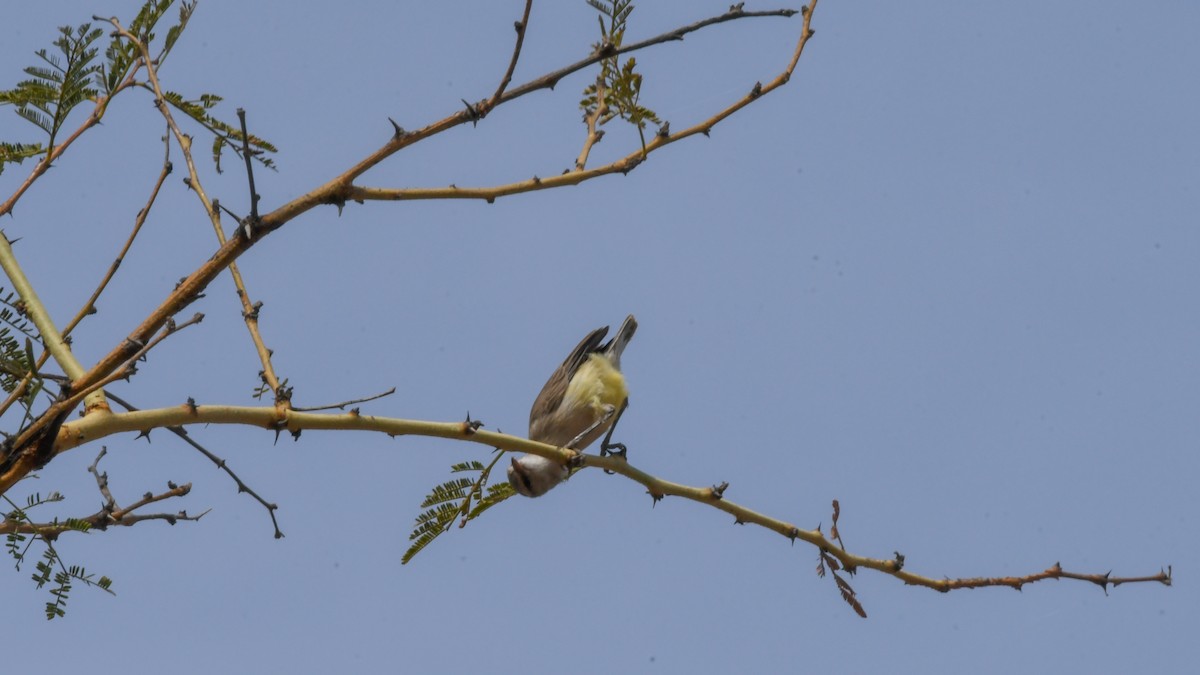 Yellow-bellied Eremomela (Yellow-bellied) - ML642698111