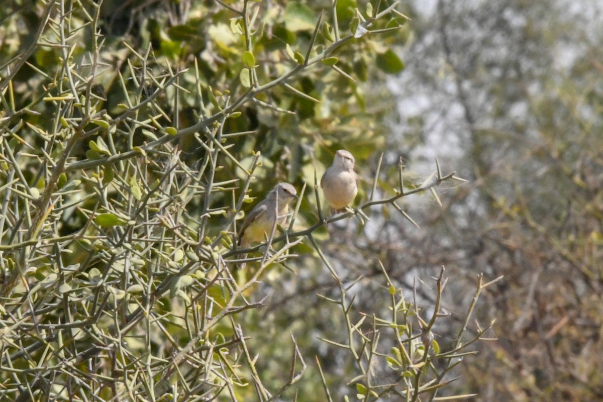 Yellow-bellied Eremomela (Yellow-bellied) - ML642698112
