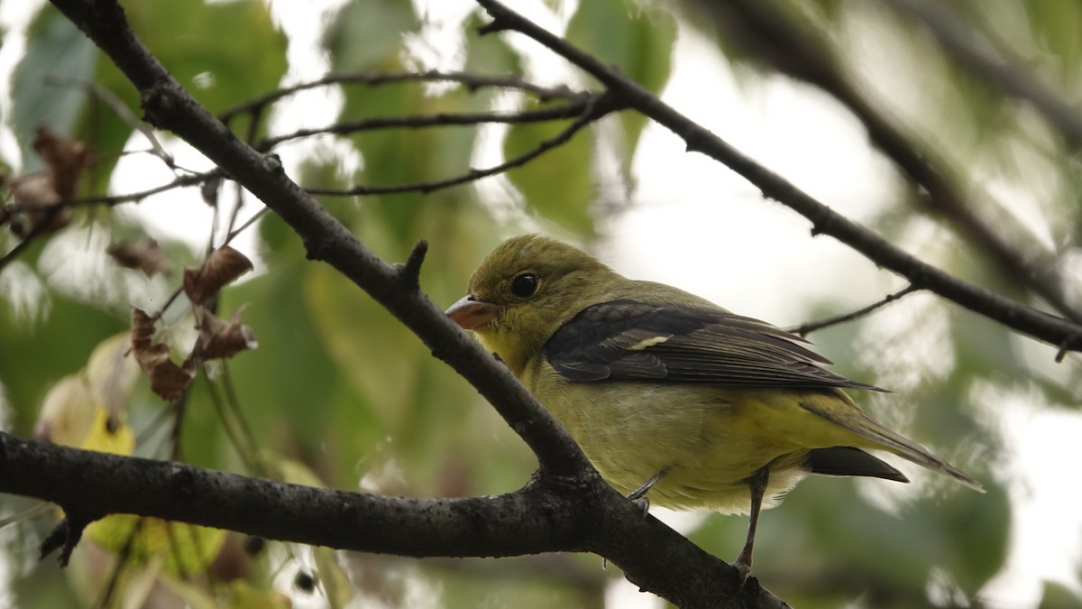 Scarlet Tanager - ML642698128
