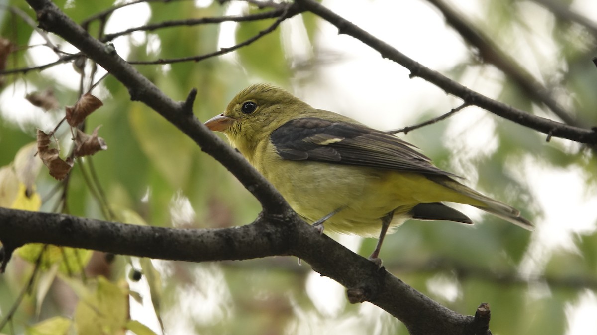 Scarlet Tanager - ML642698131