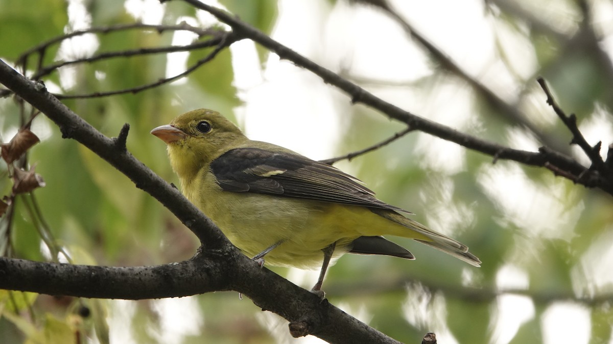 Scarlet Tanager - ML642698132