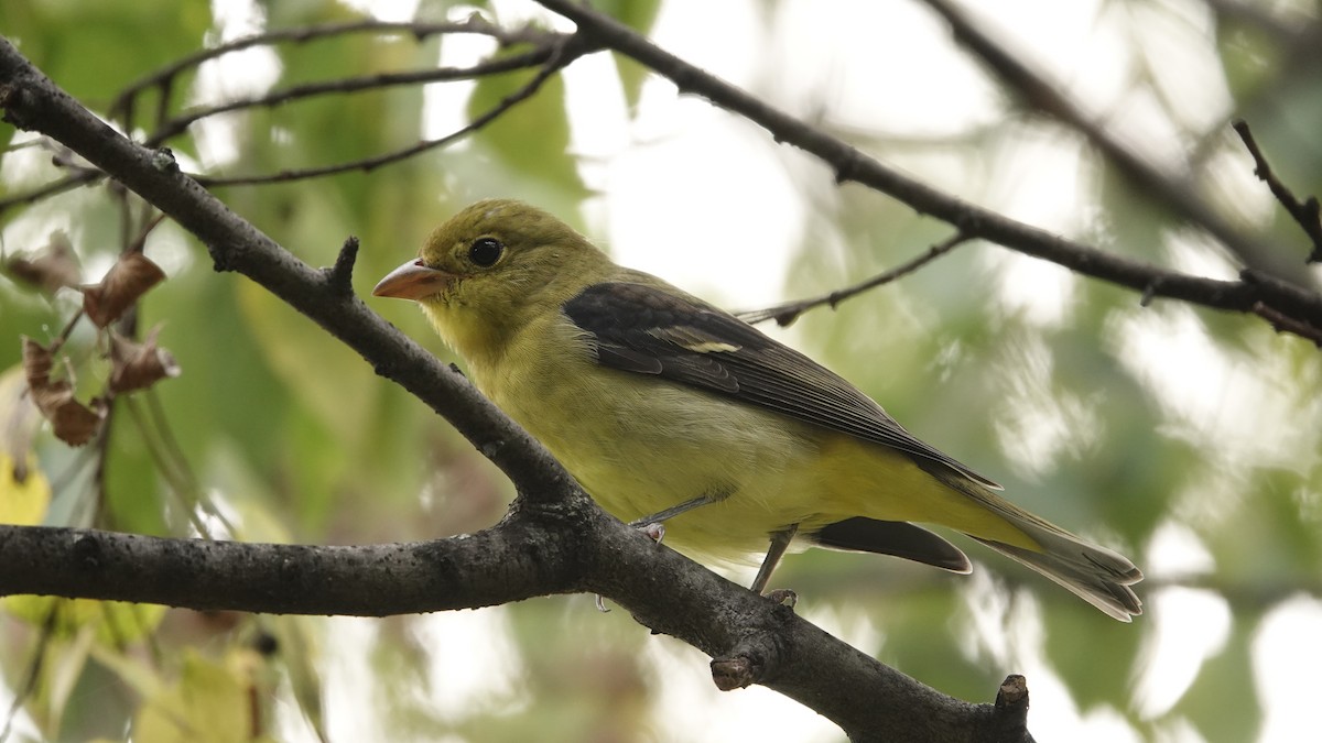 Scarlet Tanager - ML642698133