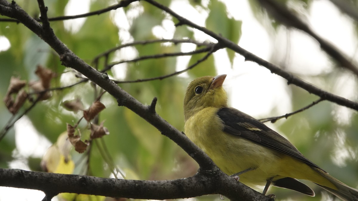 Scarlet Tanager - ML642698135