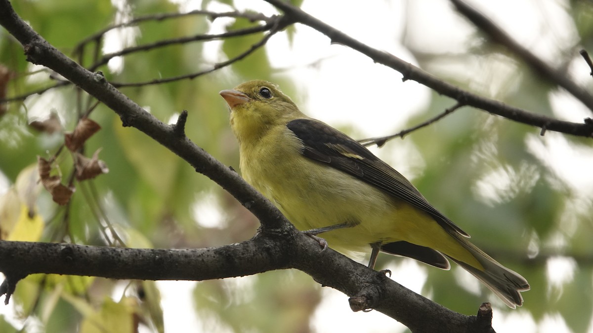 Scarlet Tanager - ML642698137
