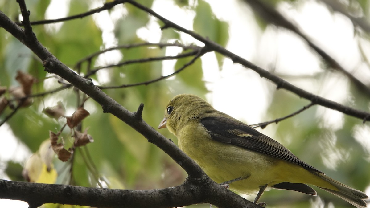 Scarlet Tanager - ML642698138