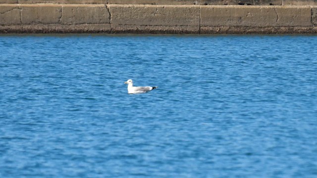 Vega Gull - ML642698166