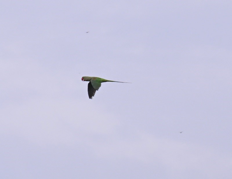 Alexandrine Parakeet - ML642698168
